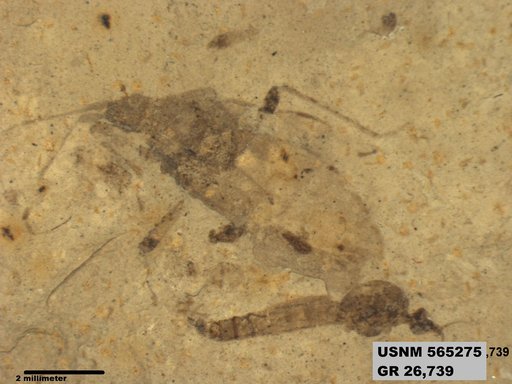 Genus sp