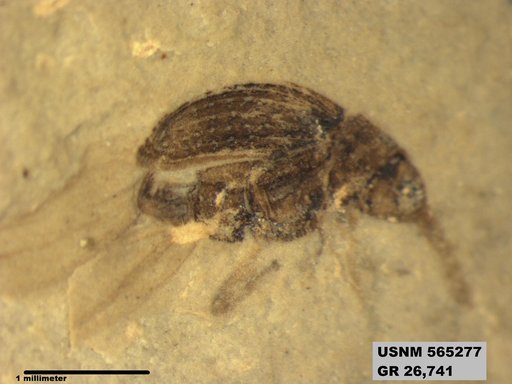 Insecta
