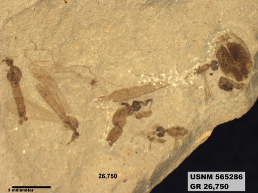 Genus sp