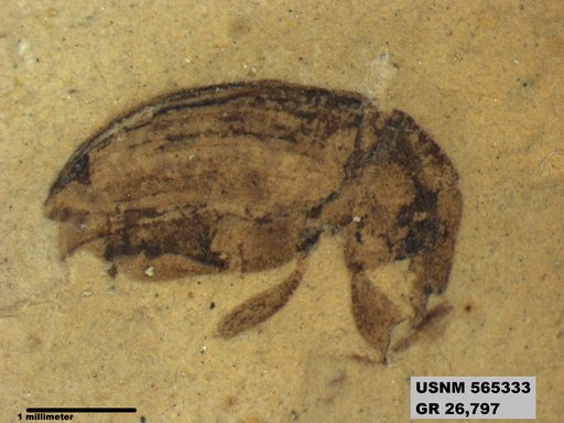 Insecta