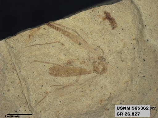Insecta