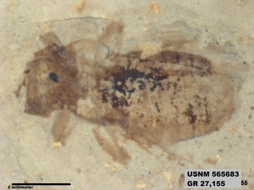 Genus sp