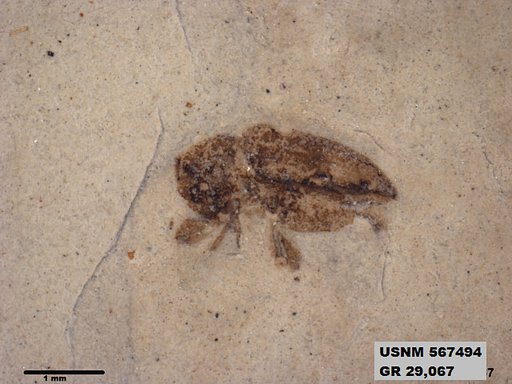 Insecta