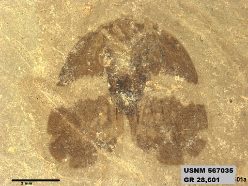 Genus sp