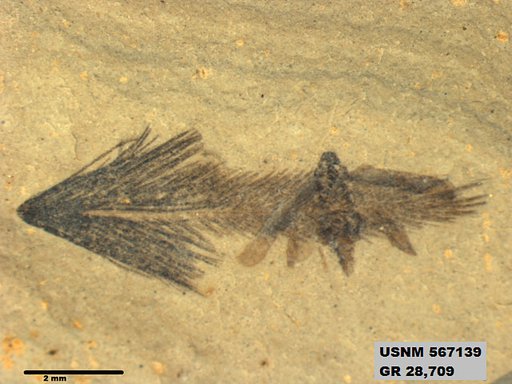 Genus sp