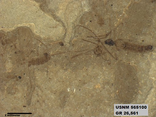 Genus sp