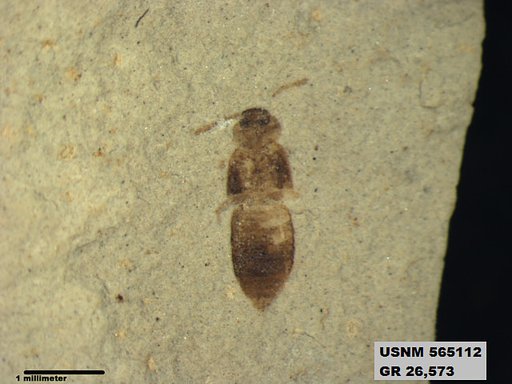Genus sp