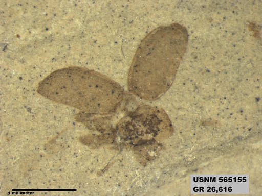 Insecta
