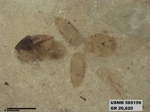 Insecta