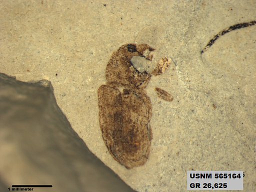 Insecta