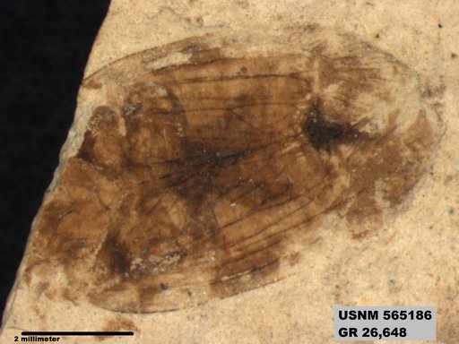 Genus sp