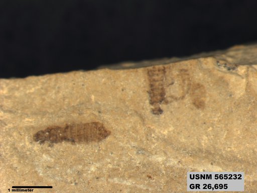 Genus sp