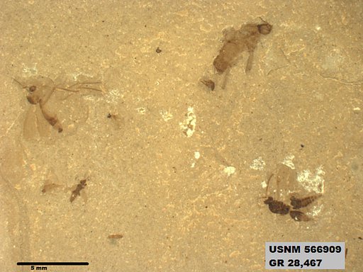 Tipula sp