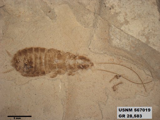 Genus sp