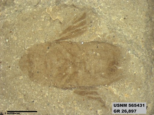 Genus sp