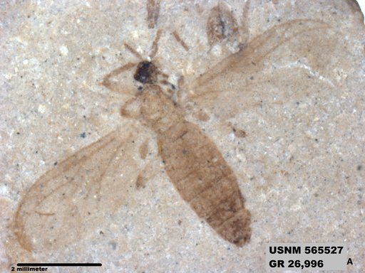 Genus sp