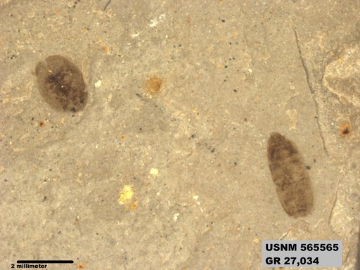 Genus sp