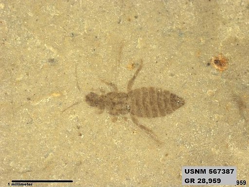 Insecta