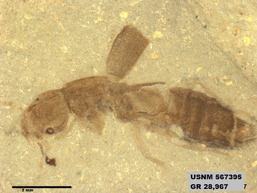 Genus sp