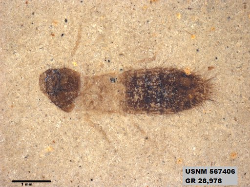 Insecta
