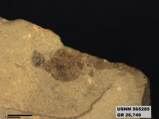 Genus sp
