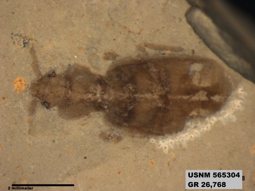 Insecta