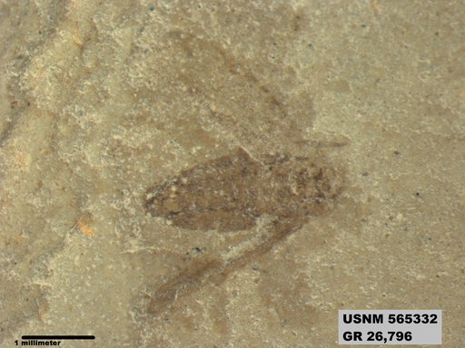 Genus sp