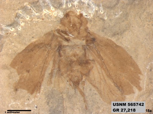 Genus sp