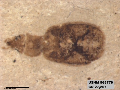 Insecta