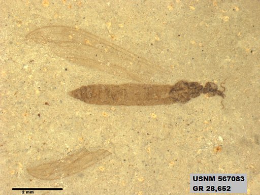 Genus sp
