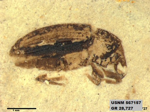 Insecta