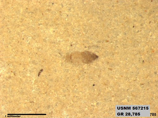 Genus sp