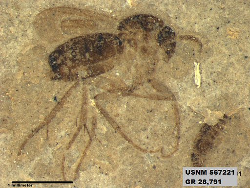 Insecta