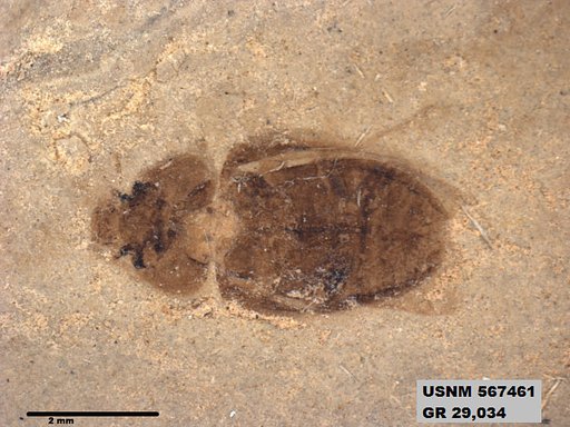 Insecta
