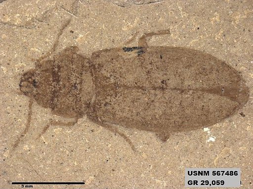Genus sp