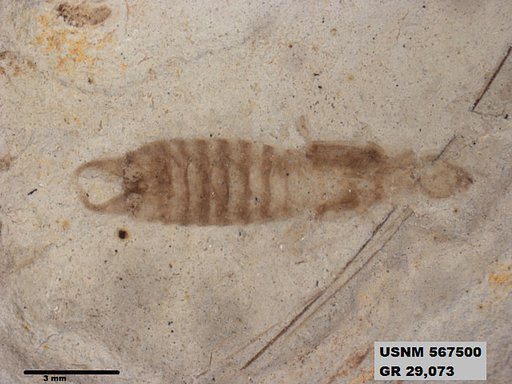 Genus sp