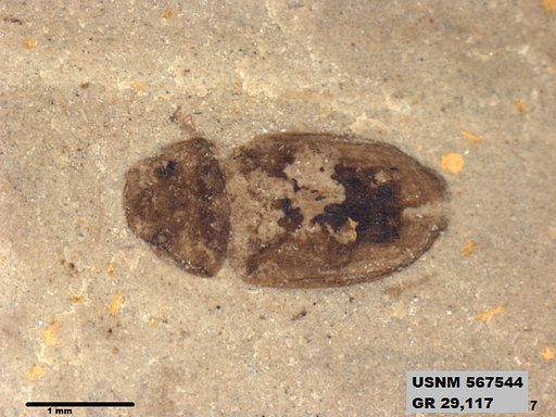 Genus sp