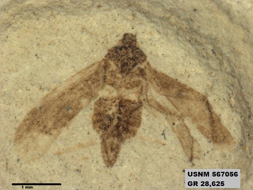 Genus sp