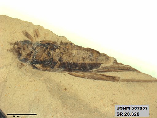 Genus sp