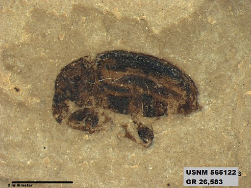 Genus sp