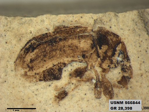 Insecta