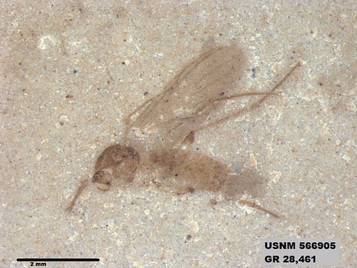 Genus sp