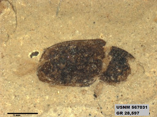 Insecta