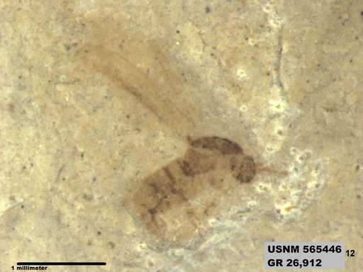 Insecta