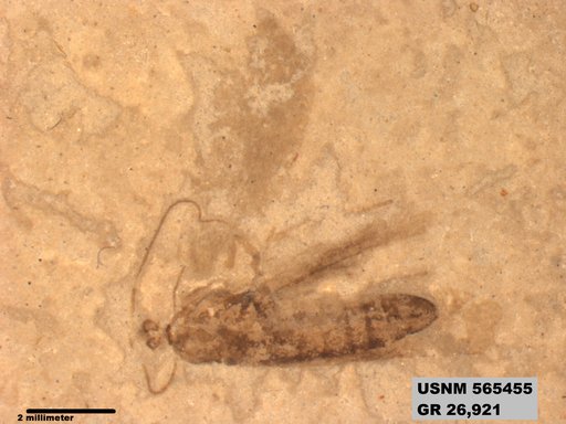 Insecta