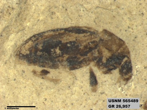 Genus sp
