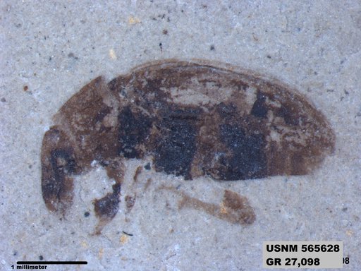 Insecta
