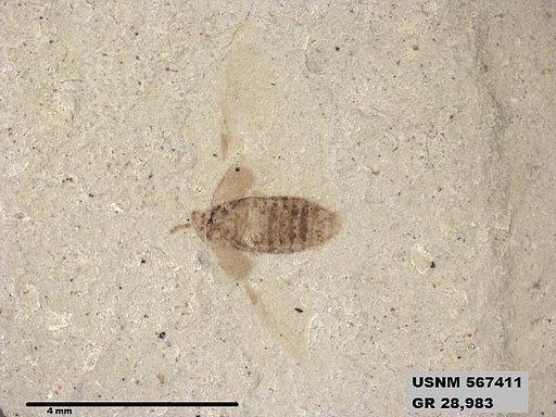 Genus sp