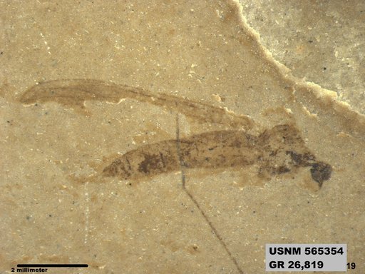 Genus sp