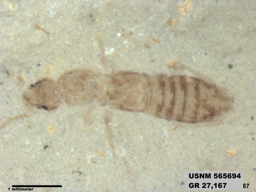 Genus sp